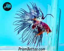Load image into Gallery viewer, Purple Candy Koi Crowntail Male