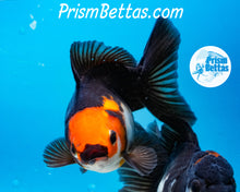 Load image into Gallery viewer, Apache Tricolor Premium Oranda ~2-2.5 inches (body only) (likely female)