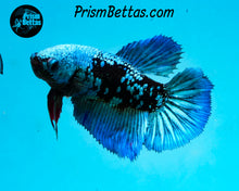 Load image into Gallery viewer, Blacklight Halfmoon Male