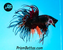 Load image into Gallery viewer, Chocolate Candy Crowntail Male