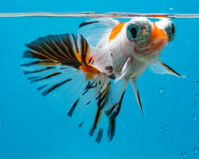 Load image into Gallery viewer, Tricolor Butterfly Telescope (3-4 inches) Imported from Thailand