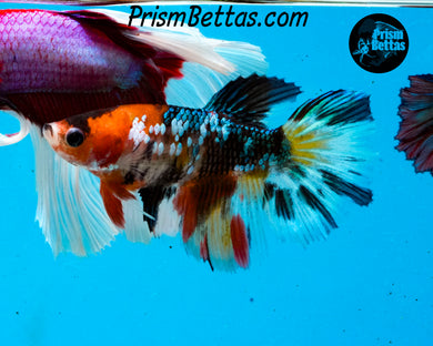 Copper Candy Koi Halfmoon Female