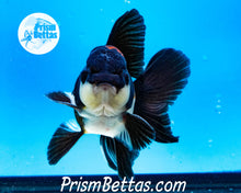 Load image into Gallery viewer, Tricolor Male Longfinned Premium Oranda ~2-2.5 inches (body only) (likely male)