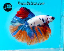 Load image into Gallery viewer, Rainbow Marble Halfmoon Male
