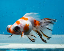 Load image into Gallery viewer, Tricolor Butterfly Telescope (3-4 inches) Imported from Thailand