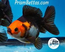 Load image into Gallery viewer, Apache Tricolor Premium Oranda ~2-2.5 inches (body only) (likely female)