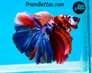 Rainbow Marble Halfmoon Male