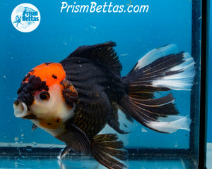 Tricolor Oranda Male (6+ inches) Imported in Thailand