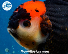 Load image into Gallery viewer, Tricolor Oranda Male (6+ inches) Imported in Thailand