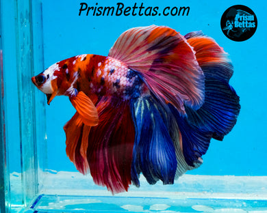 Rainbow Marble Halfmoon Male