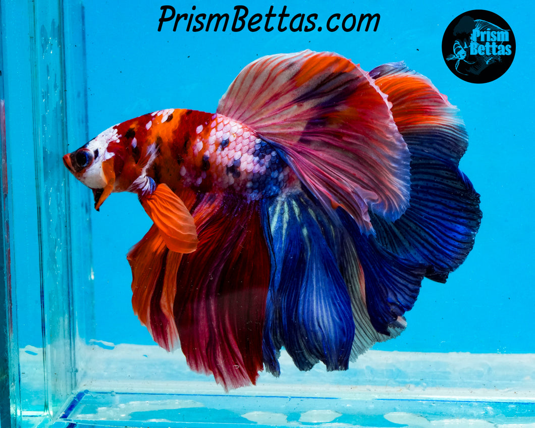 Rainbow Marble Halfmoon Male
