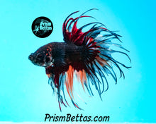 Load image into Gallery viewer, Chocolate Candy Crowntail Male