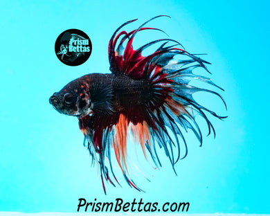 Chocolate Candy Crowntail Male