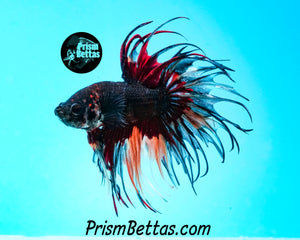 Chocolate Candy Crowntail Male