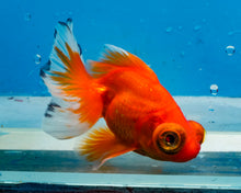 Load image into Gallery viewer, Tricolor Butterfly Telescope (3-4 inches) Imported from Thailand