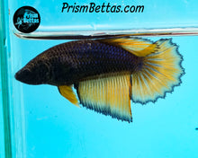 Load image into Gallery viewer, Mustard Gas Halfmoon Female