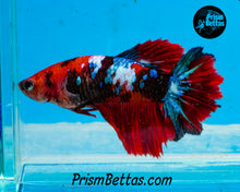 Load image into Gallery viewer, Marble Halfmoon Female