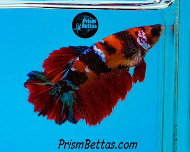 Marble Halfmoon Female