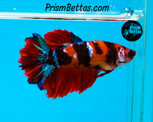 Load image into Gallery viewer, Marble Halfmoon Female