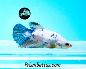 Marble Halfmoon Female