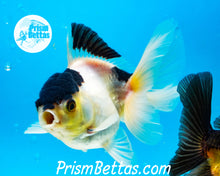 Load image into Gallery viewer, Panda Premium Oranda ~2-2.5 inches (body only)