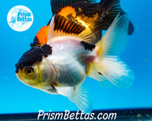 Load image into Gallery viewer, Panda Premium Oranda ~2-2.5 inches (body only)