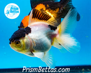 Panda Premium Oranda ~2-2.5 inches (body only)