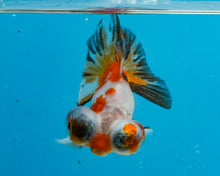 Load image into Gallery viewer, Tricolor Butterfly Telescope (3-4 inches) Imported from Thailand