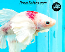 Load image into Gallery viewer, Tancho Dumbo Halfmoon Plakat Male