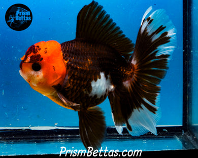 Tricolor Oranda Male (5 inches) Imported in Thailand