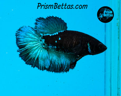 Blacklight Halfmoon Female