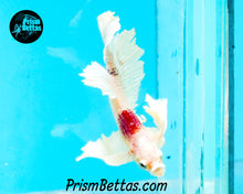 Load image into Gallery viewer, Tancho Dumbo Halfmoon Plakat Male