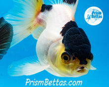 Load image into Gallery viewer, Panda Premium Oranda ~2-2.5 inches (body only)