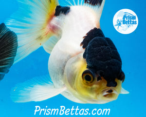 Panda Premium Oranda ~2-2.5 inches (body only)