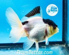 Load image into Gallery viewer, Panda Premium Oranda ~2-2.5 inches (body only)