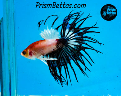 Tancho Crowntail Male