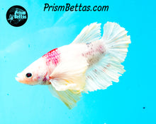 Load image into Gallery viewer, Tancho Dumbo Halfmoon Plakat Male