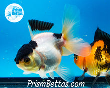 Load image into Gallery viewer, Panda Premium Oranda ~2-2.5 inches (body only)