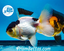 Load image into Gallery viewer, Panda Premium Oranda ~2-2.5 inches (body only)