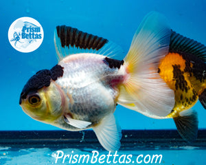 Panda Premium Oranda ~2-2.5 inches (body only)