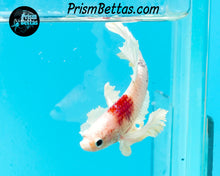 Load image into Gallery viewer, Tancho Dumbo Halfmoon Plakat Male