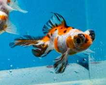 Load image into Gallery viewer, Tricolor Butterfly Telescope (3-4 inches) Imported from Thailand