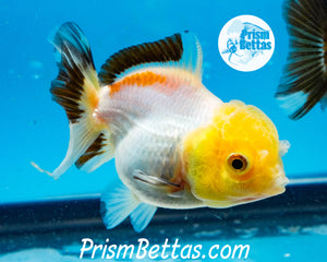 Lemonhead Tricolor Oranda ~1.5-2 inches (body only)