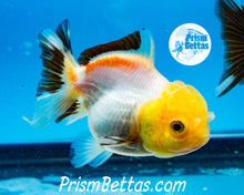 Load image into Gallery viewer, Lemonhead Tricolor Oranda ~1.5-2 inches (body only)