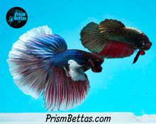 Load image into Gallery viewer, Dumbo Halfmoon Male