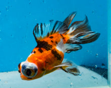 Load image into Gallery viewer, Tricolor Butterfly Telescope (3-4 inches) Imported from Thailand