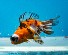 Load image into Gallery viewer, Tricolor Butterfly Telescope (3-4 inches) Imported from Thailand