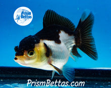 Load image into Gallery viewer, Panda Oranda ~1.5-2 inches (body only)