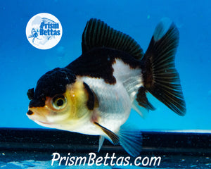 Panda Oranda ~1.5-2 inches (body only)