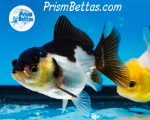 Load image into Gallery viewer, Panda Oranda ~1.5-2 inches (body only)